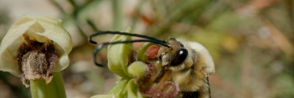 Orchids: Darwin’s Conundrum